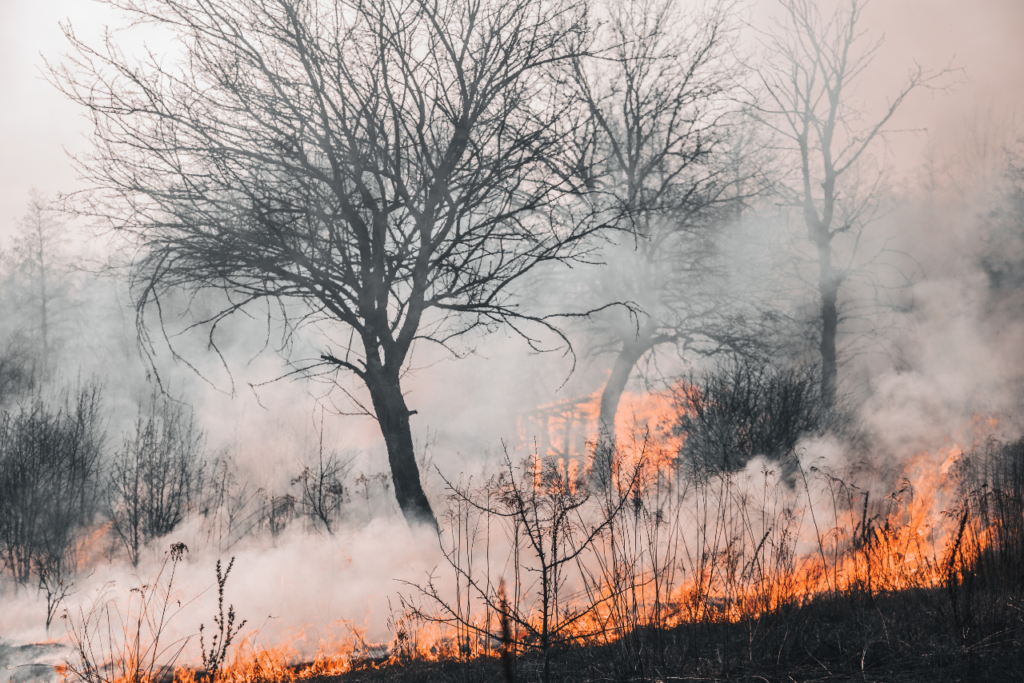 Sunset Fire Hollywood Hills 2025: Impact on the Iconic Hollywood Sign and Latest Updates